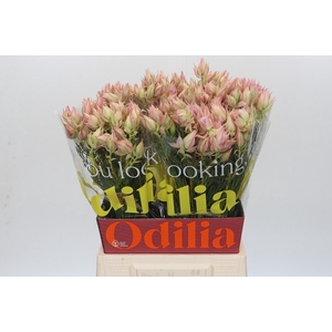 Blushing Bride Ayoba Satin Star