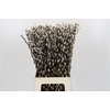 Salix Caprea Snow Flake Premium