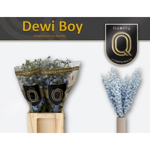 DELPH DU DEWI BOY 70CM X40