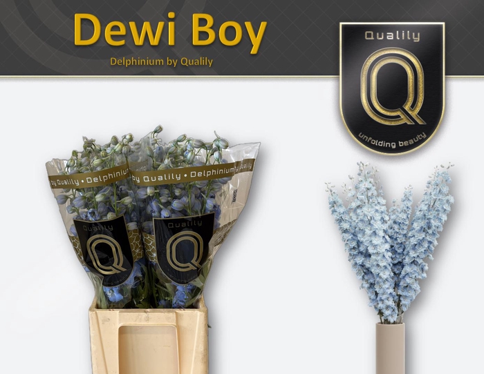 <h4>DELPH DU DEWI BOY 60CM X40</h4>