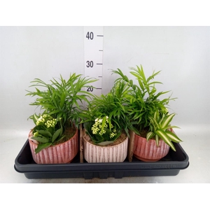Arr.    Planten  L%