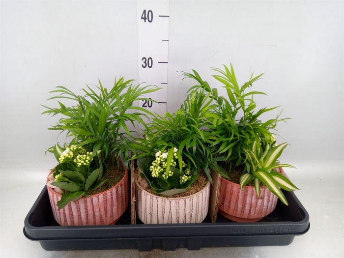 <h4>Arr.    Planten  L%</h4>