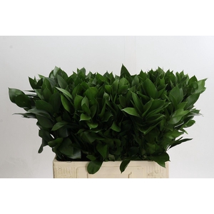 Ruscus aculeatus   ...groot blad