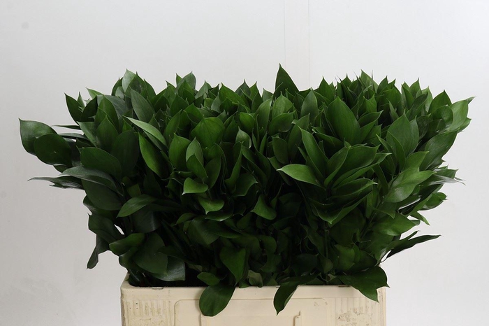 Ruscus aculeatus   ...groot blad