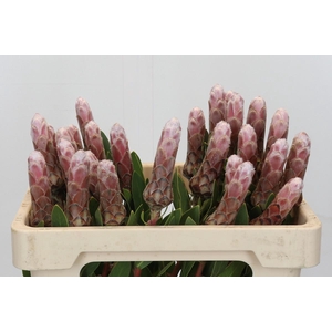 Protea Ivy