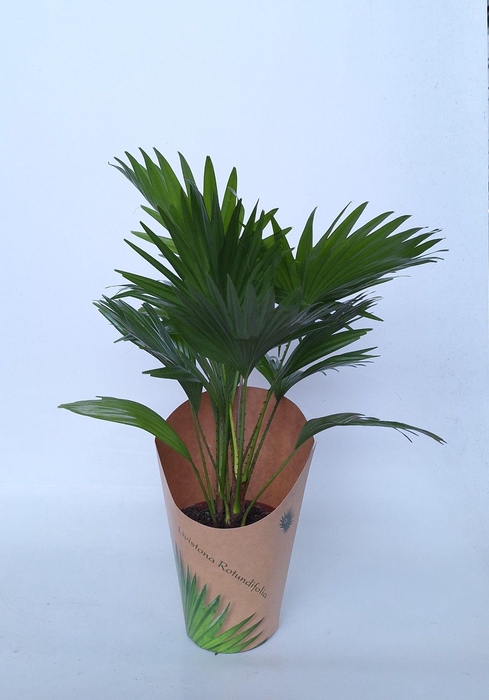 <h4>Livistona in potcover</h4>