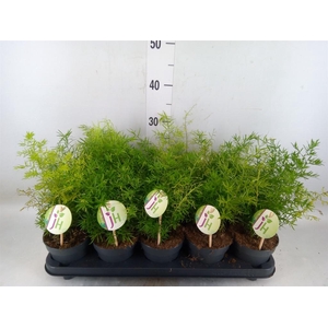 Asparagus dens. 'Cwebe'