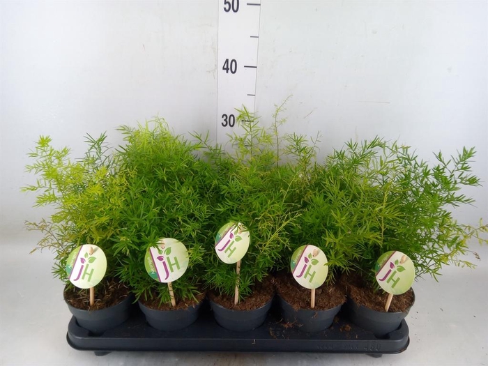 <h4>Asparagus dens. 'Cwebe'</h4>