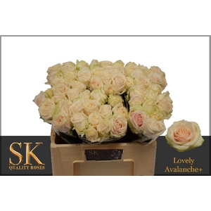 Rozen Rosa Lovely Avalanche 50cm