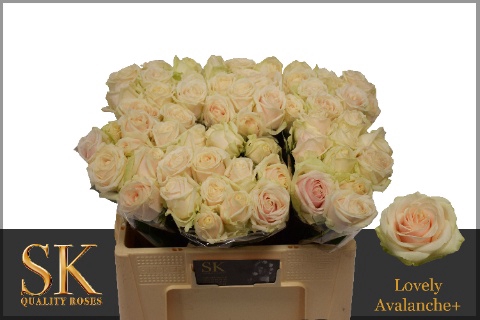 <h4>Rozen Rosa Lovely Avalanche 50cm</h4>