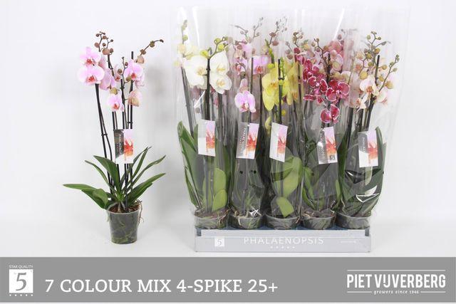 <h4>PHAL MIX 4 TAK 60CM</h4>