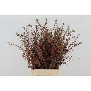 PRUNUS SERRULATA PER STEM 075CM