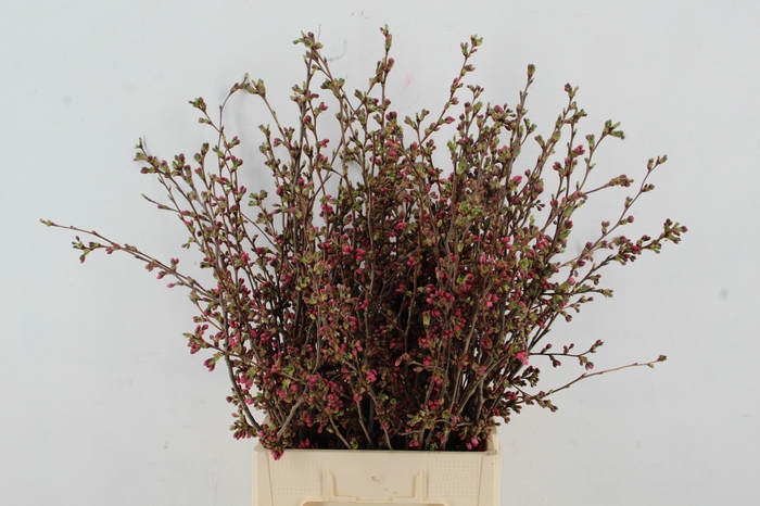 <h4>PRUNUS SERRULATA PER STEM 075CM</h4>
