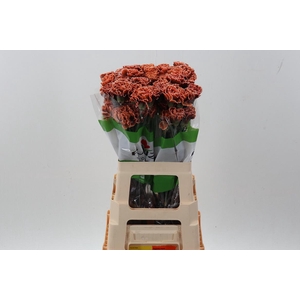 Di St Tinted The Joker