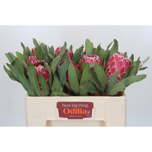 Protea Empress