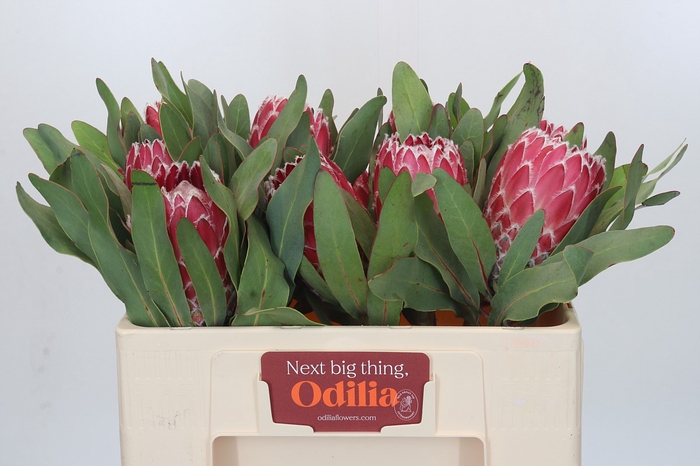 <h4>Protea Empress</h4>