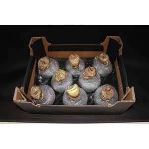 Amaryllis Topline Zilver