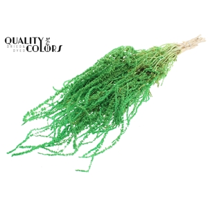 Hang Amaranthus ±70cm Preserved per bunch Bleached Mint