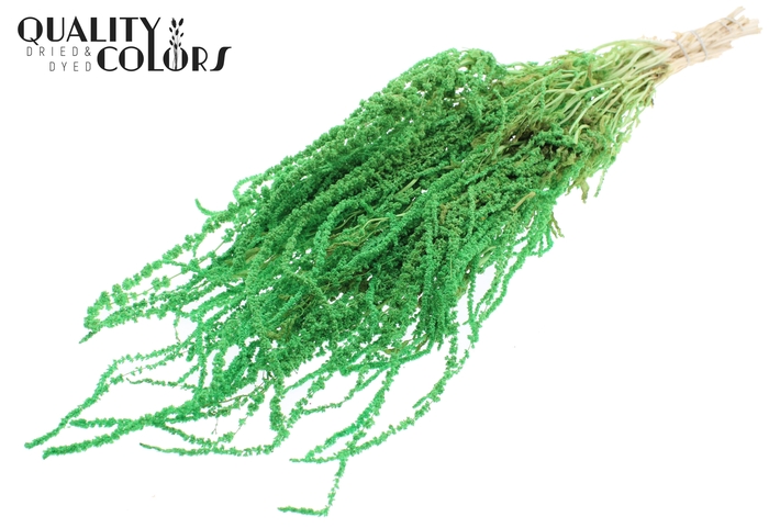 <h4>Hang Amaranthus ±70cm Preserved per bunch Bleached Mint</h4>