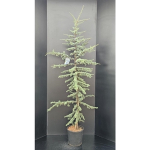 Cedrus libani Glauca