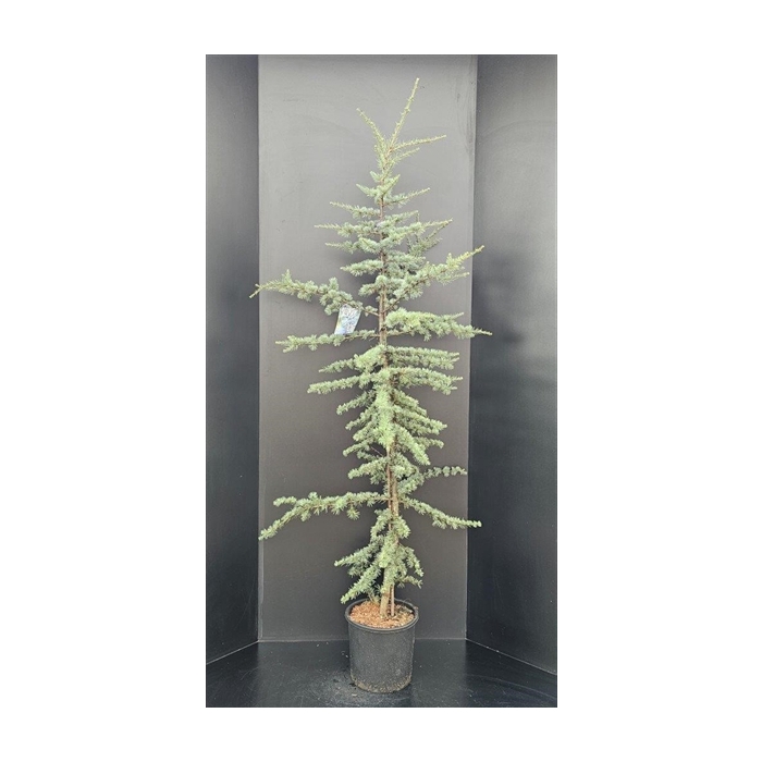 <h4>Cedrus libani Glauca</h4>