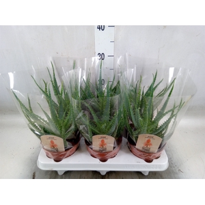 Aloe arborescens