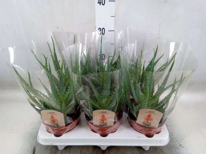<h4>Aloe arborescens</h4>