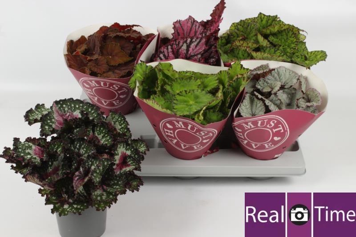 <h4>BEG BEL GEM</h4>