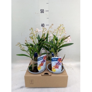 Dendrobium   ...