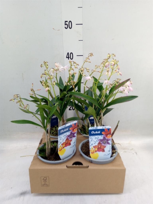 <h4>Dendrobium   ...</h4>