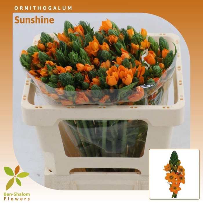 <h4>Ornithogalum Sunshine</h4>