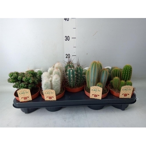 Cactus   ...mix