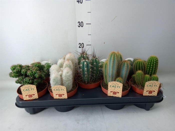 <h4>Cactus   ...mix</h4>