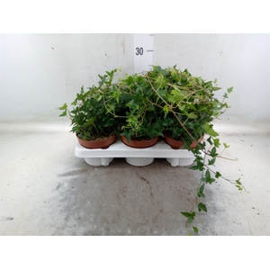 Hedera helix 'Shamrock'