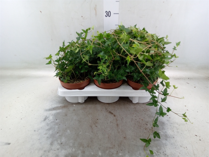 <h4>Hedera helix 'Shamrock'</h4>