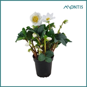 Helleborus Christmas Carol 9 cm XXL