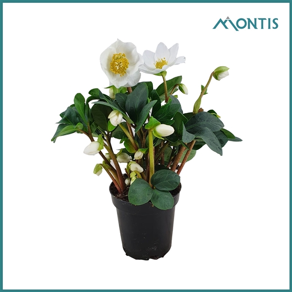 <h4>Helleborus Christmas Carol 9 cm XXL</h4>