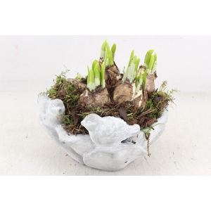 arr4 Narcis JS - Vogel schaal M 338/4