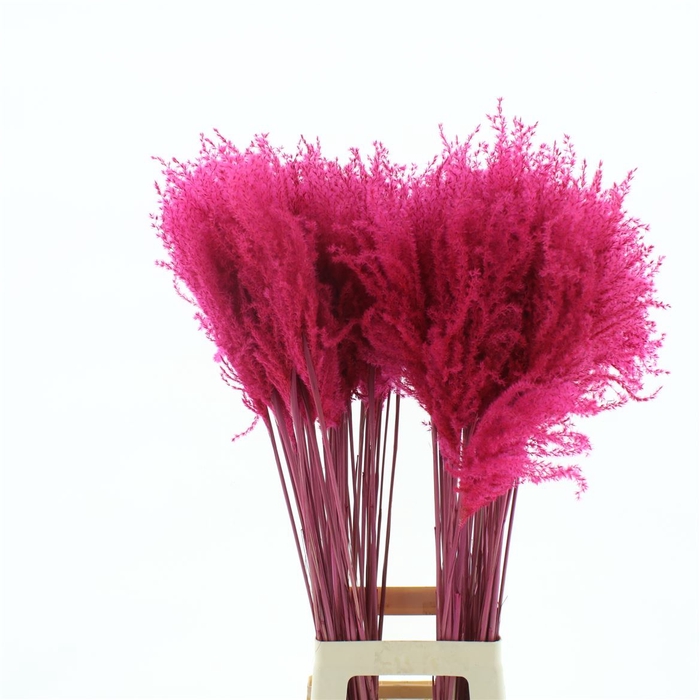 <h4>Dried Stipa Feather Cerise</h4>