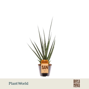 Sansevieria 'Digitorum'
