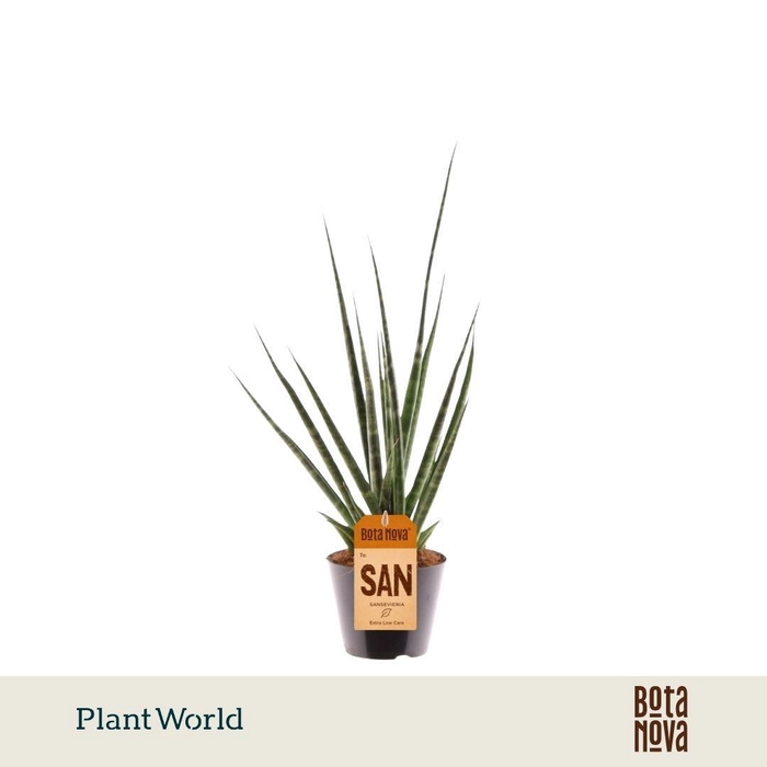 <h4>Sansevieria 'Digitorum'</h4>