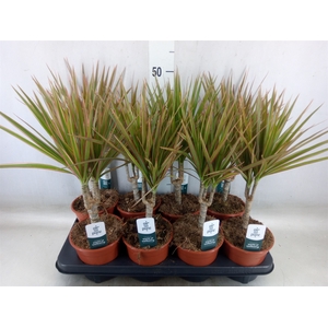 Dracaena marg. 'Bicolor'