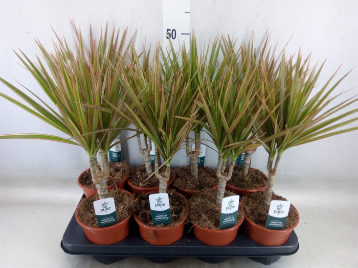 <h4>Dracaena marg. 'Bicolor'</h4>