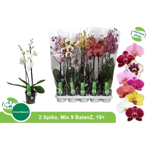 PHAL GEM 9 KL