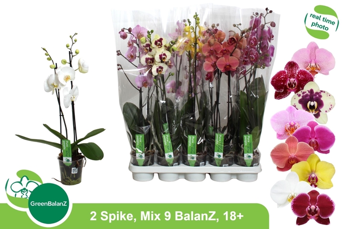 <h4>PHAL GEM 9 KL</h4>