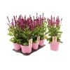 Salvia Marvel Rose