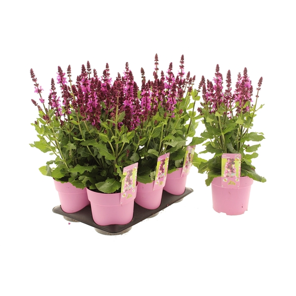 Salvia Marvel Rose