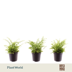 Nephrolepis Green Fantasy 7 cm