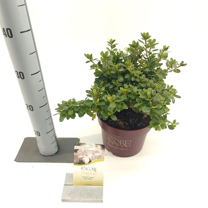 <h4>Rhododendron ENCORE® Pure White ('Homlea'PBR)</h4>
