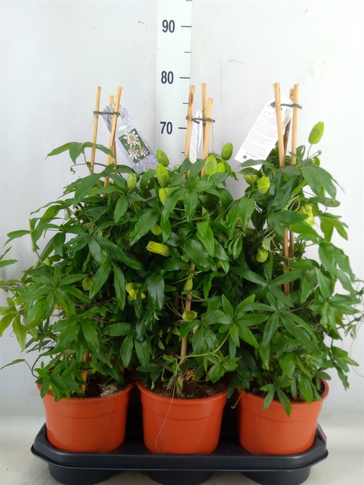 <h4>Passiflora caerul.</h4>